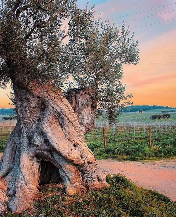 Mansarda Romantica "Il Nido Delle Rondini" Конверсано Экстерьер фото